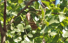 Zosterops anderssoni