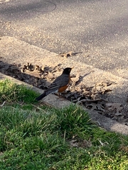 Turdus migratorius
