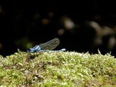 Argia chelata