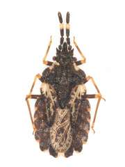 Aradus versicolor