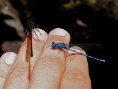 Argia chelata