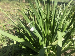 Leucojum