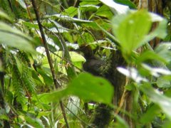 Chamaepetes unicolor