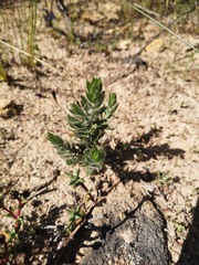 Xiphotheca lanceolata