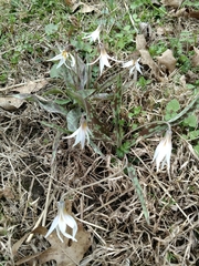 Erythronium albidum