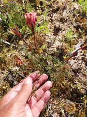 Monsonia speciosa
