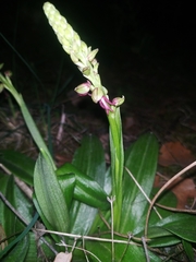 Orchis anthropophora