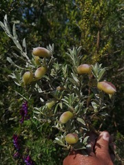 Podalyria sericea