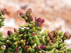Halophytum ameghinoi
