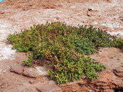 Halophytum ameghinoi