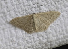 Idaea eretmopus