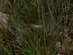 Libelloides ictericus