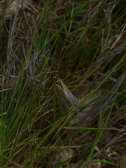 Libelloides ictericus