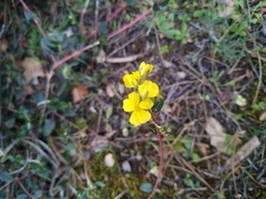Helianthemum cinereum