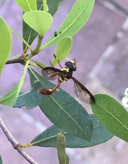 Salpingogaster punctifrons