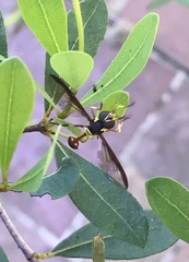 Salpingogaster punctifrons