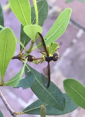 Salpingogaster punctifrons