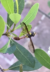 Salpingogaster punctifrons