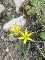 Gagea rigida