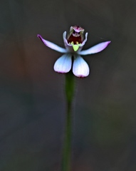 Caladenia pusilla