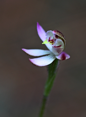 Caladenia pusilla