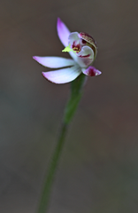 Caladenia pusilla