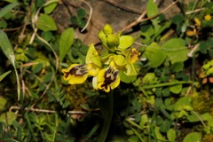 Ophrys lutea galilaea