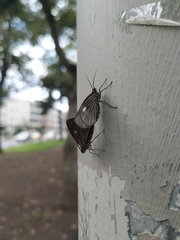 Sangalopsis microleuca
