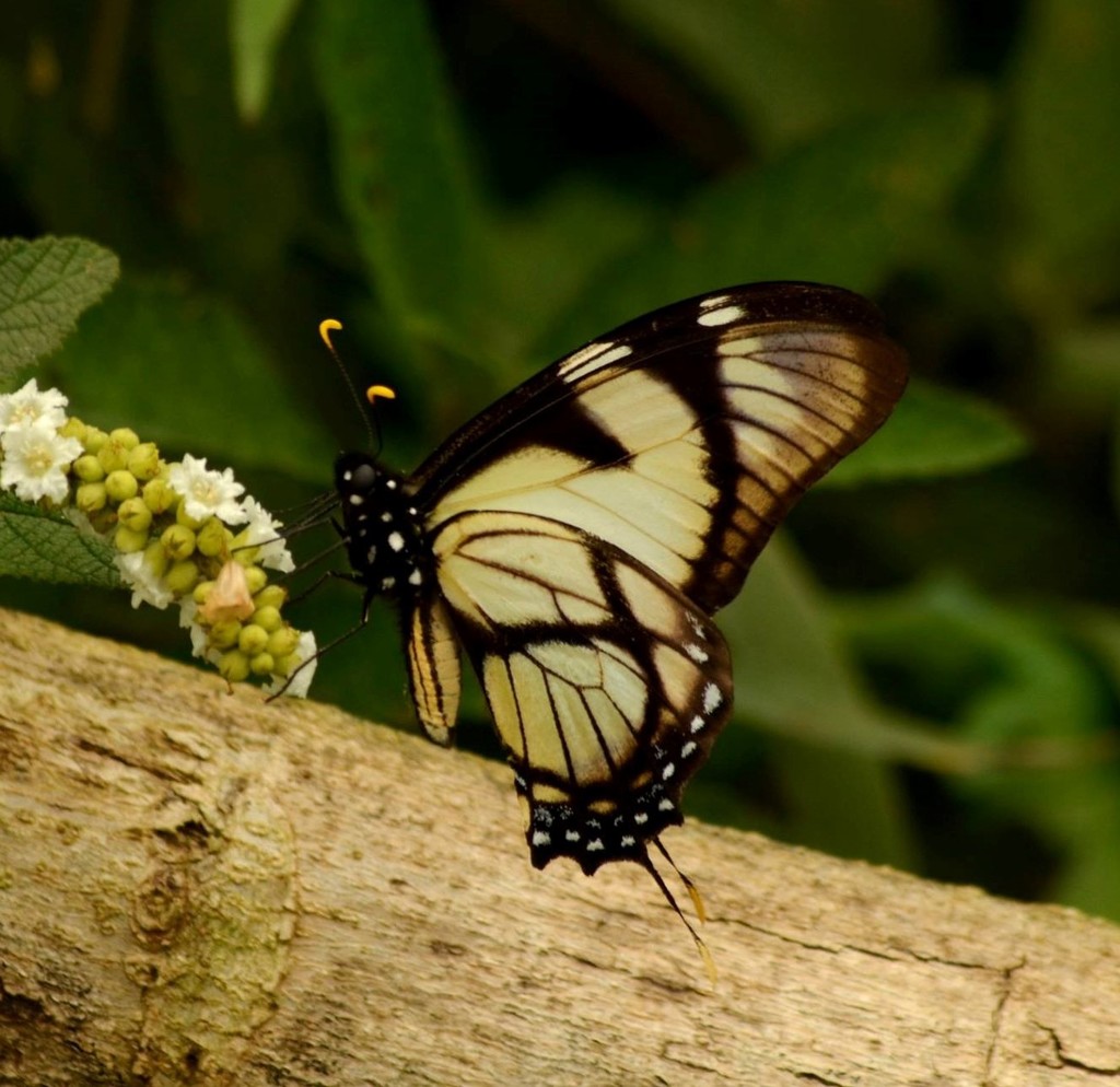 Dolicaon Kite Swallowtail
