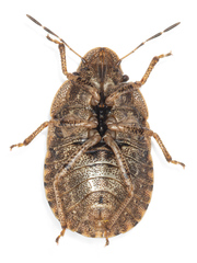 Sciocoris microphthalmus