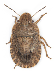 Sciocoris microphthalmus