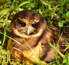 Tawny-Browed Owl photo 5