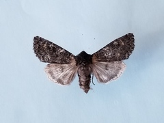 Eurois nigra