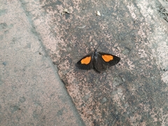 Sangalopsis microleuca