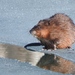 Eastern Muskrat - Photo (c) Cole Gaerber, some rights reserved (CC BY-NC), uploaded by Cole Gaerber
