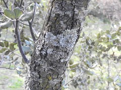 Parmelina carporrhizans