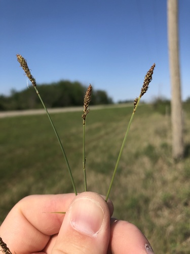deer sedge (Carex hallii)
