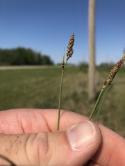 Carex hallii
