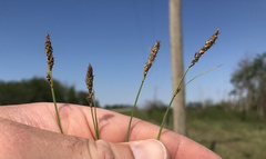 Carex hallii