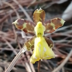 Oncidium graminifolium