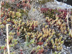 Sedum cespitosum