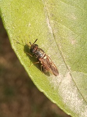 Hermetia chrysopila