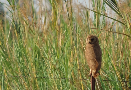Asio capensis