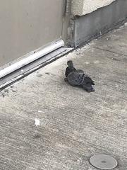 Columba livia