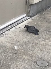 Columba livia