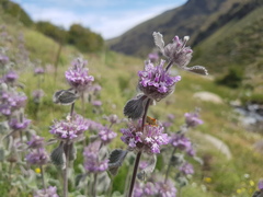 Marrubium supinum
