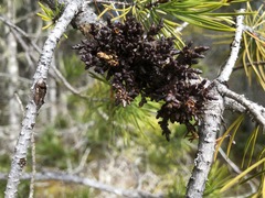 Arceuthobium tsugense contortae