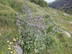 Marrubium supinum