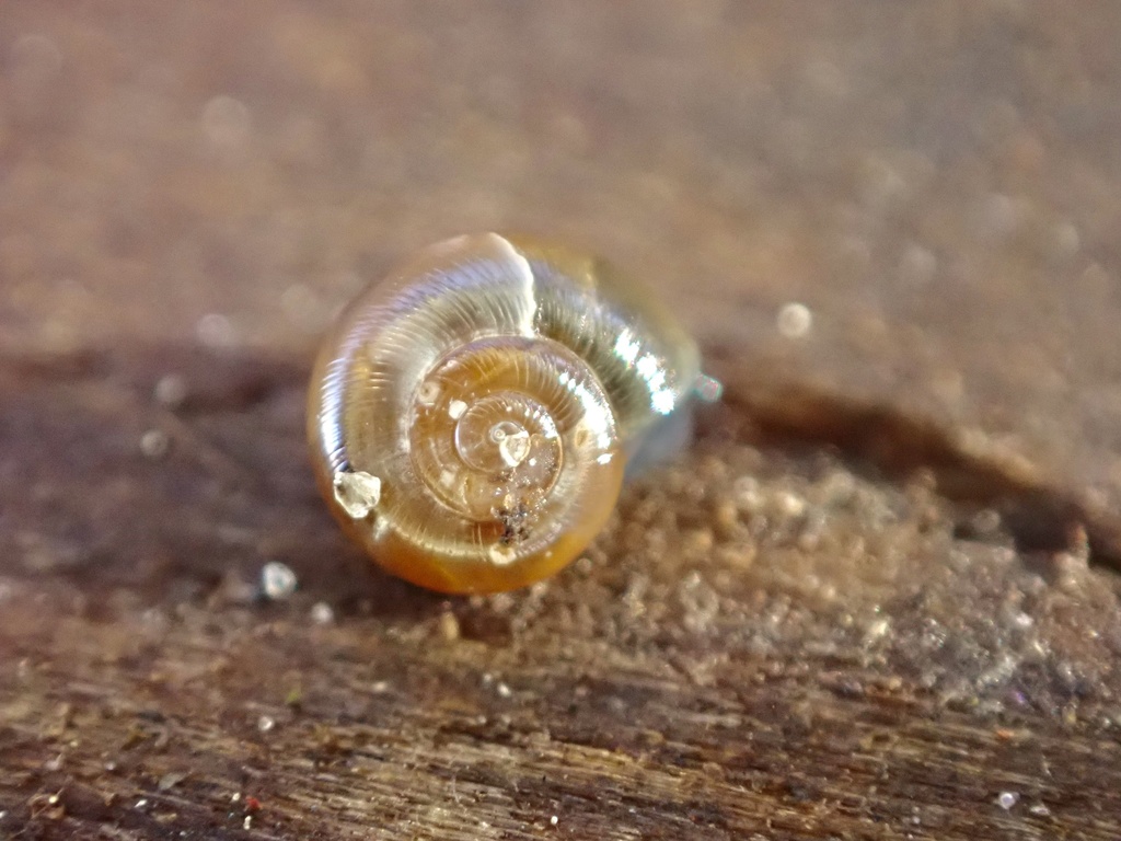 Amber Glass