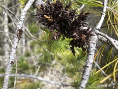 Arceuthobium tsugense contortae